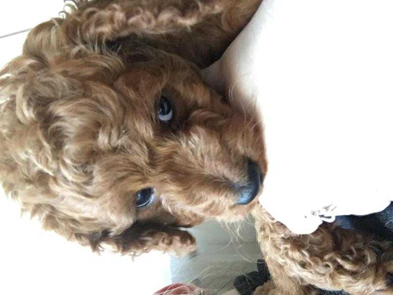 AMERICAN TOY COCKAPOO PUPPIES