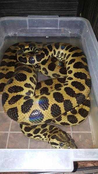 Anaconda Hybrid female for sale