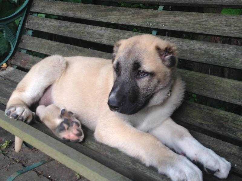 Anatolian Shepherd dog pupy