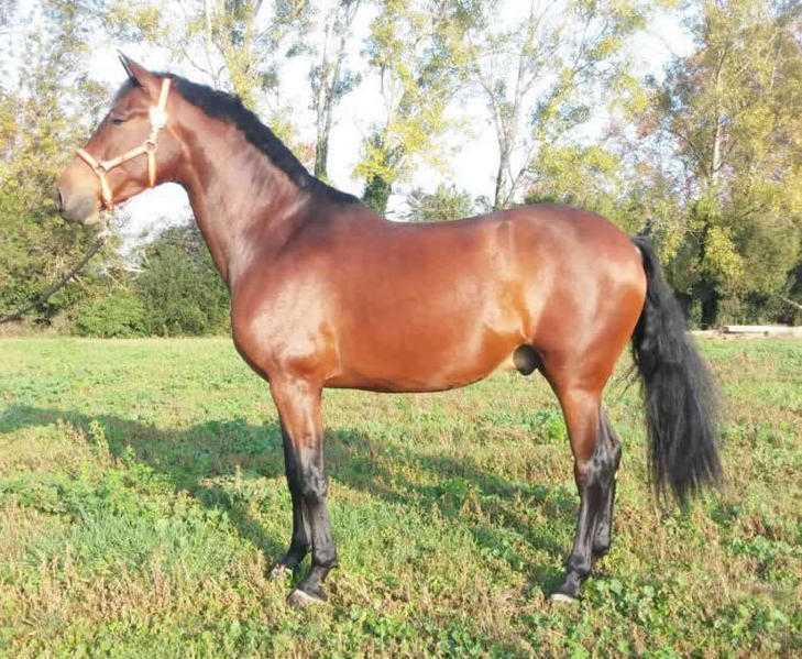 Andalusian Horse, Name TREBOL X