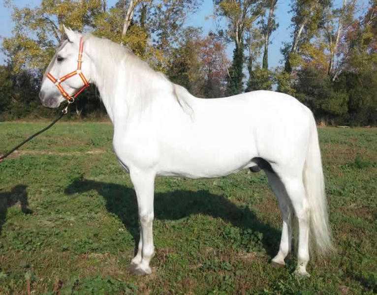 Andalusian Horse, Name VISTOSO XII