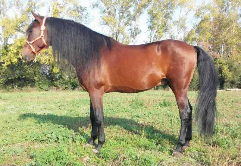 ANDALUSIAN HORSES - Name CORTIJERO VIVES