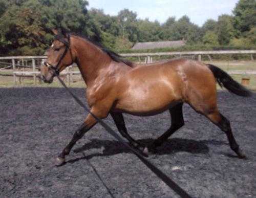 Andalusian mare for sale