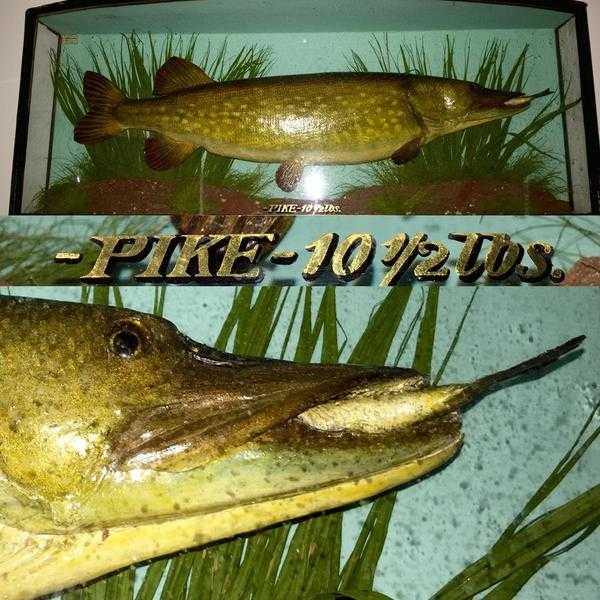 Antique, Taxidermy , Fish , Cooper , Homer , FW Anstiss , Griggs