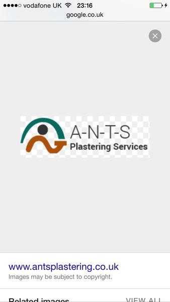 Ants plastering