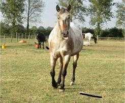 Appaloosa Mare for Loan