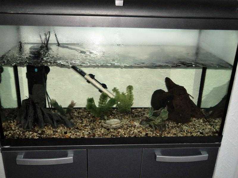 aquarium and stand