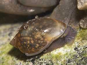 Aquarium Bladder Snails