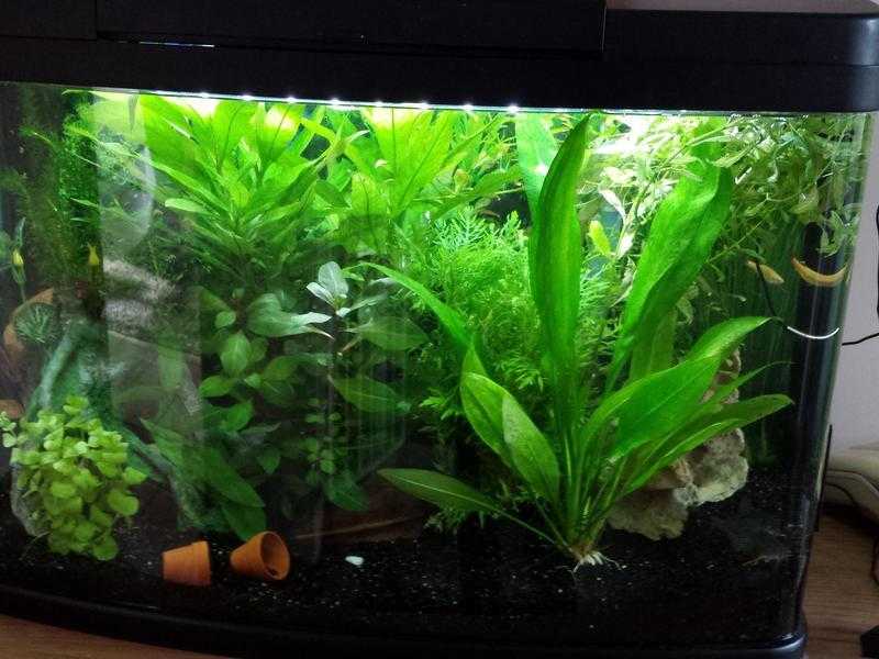 Aquarium fish tank with external filter