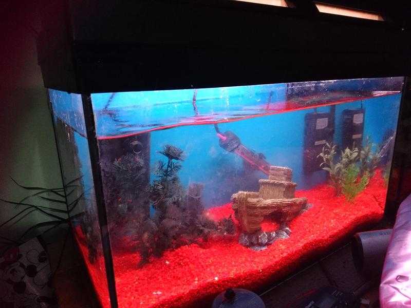 Aquarium for sale amp fish