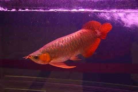 Aquarium Super Red, Asian Red, 24k Golden and other Arowana fishes