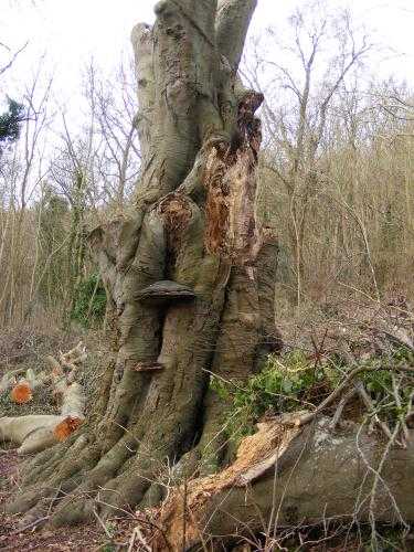 ARBORICULTURAL CONSULTANT