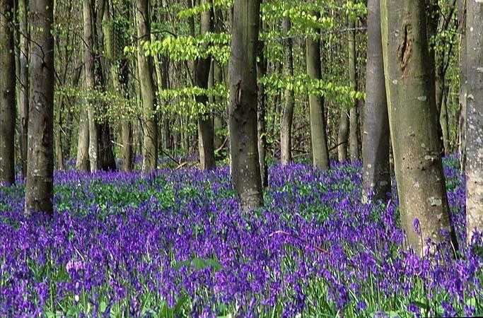 Arlington Bluebells Berries amp Bells