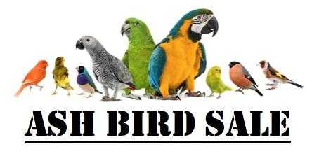 ASH BIRD SALE