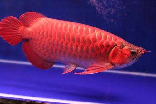 Assorted Arowanas for sale