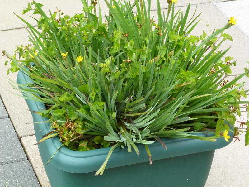 ASSORTED PLANTS IN TUBS