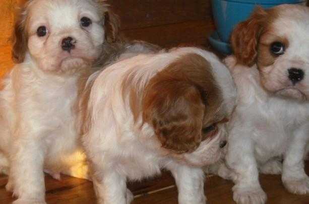 Available Cavalier King Charles spaniel puppies