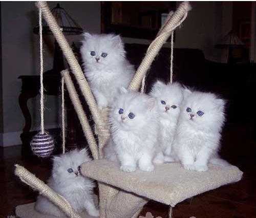 Available Persian kittens ready