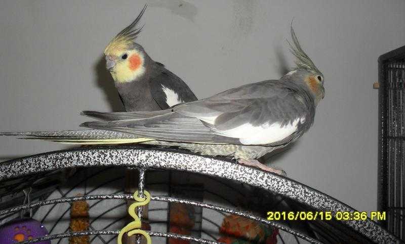 AVIARY COCKATIELS