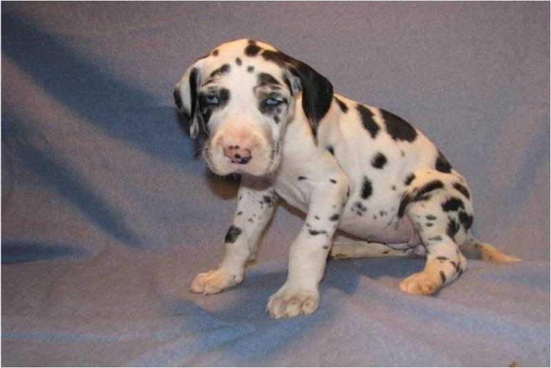 Awesome Harlequin Great Dane Puppies