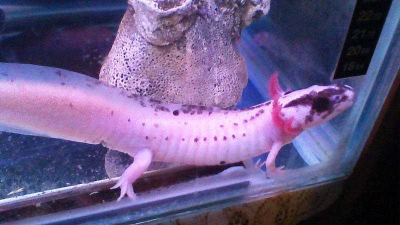 AXOLOTLS OR MEXICAN WALKING FISH