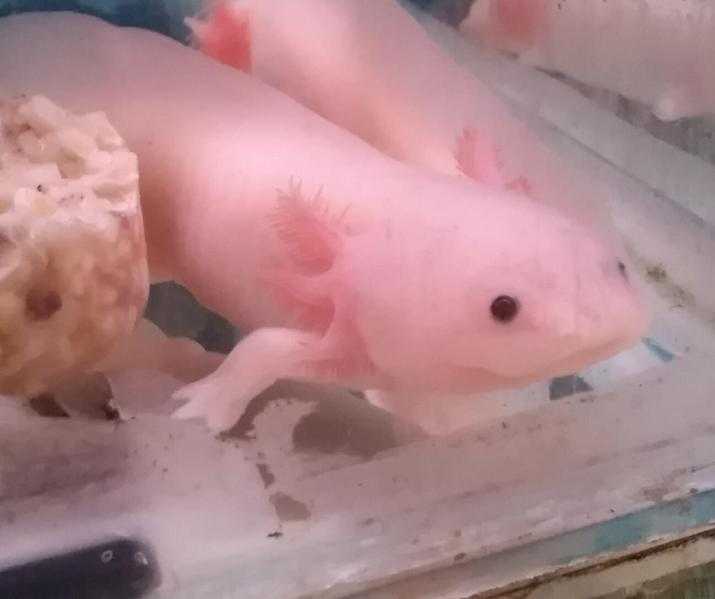 AXOLOTLS or MEXICAN WALKING FISH