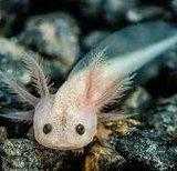 AXOLOTLS OR MEXICAN WALKING FISH