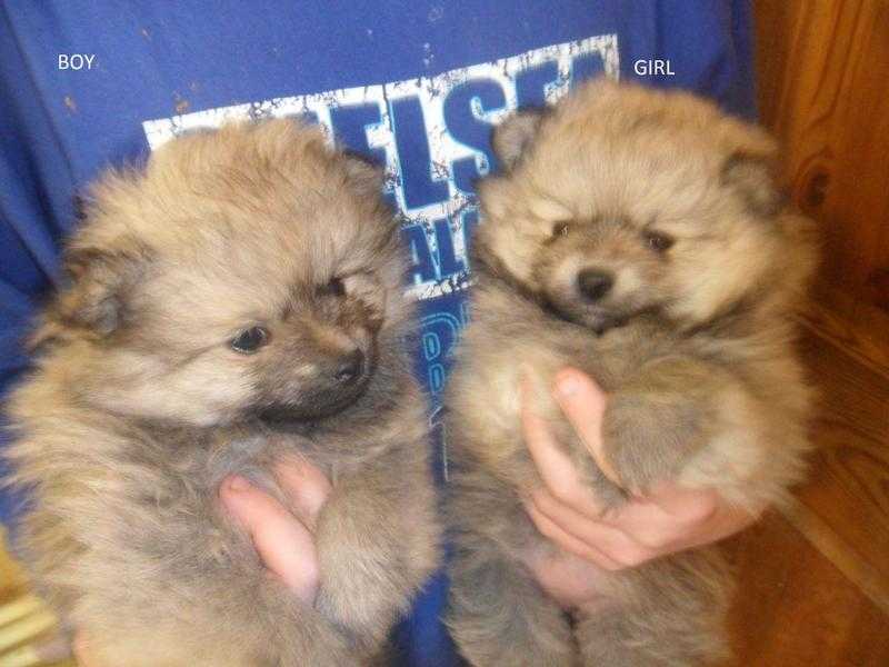 AYAMATANGA AND NUGONAMONA CREAM,BLACK POMERANIAN PUPPIES CHEEKY AND INQUISTIVE