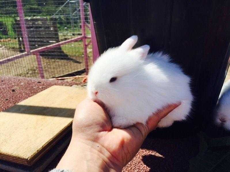 Babby rabbits, bunnies for sale