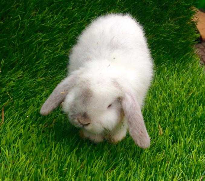 Baby 8 week old bunnies in Surrey for sale