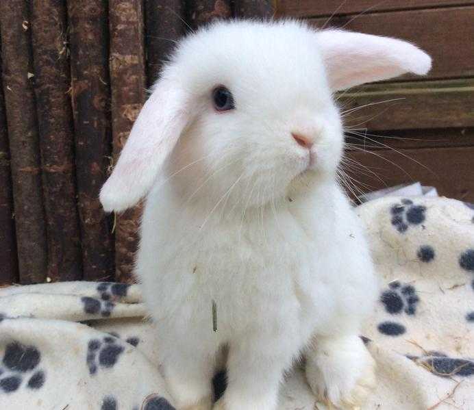 Baby 8 week old bunny rabbits in Surrey for sale