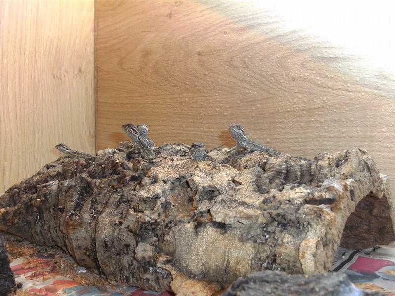 baby bearded dragons