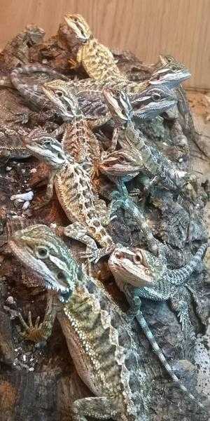 baby bearded dragons