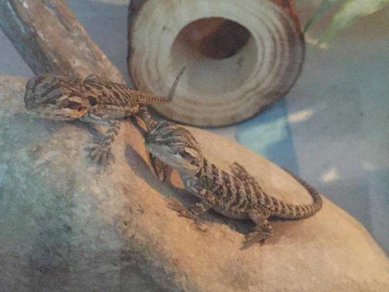 Baby bearded dragons for sale 25