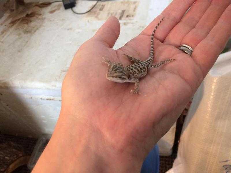 baby bearded dragons for sale