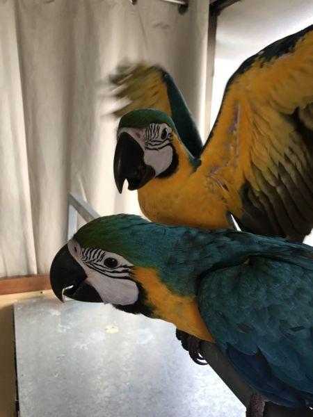 BABY BLUE AND GOLD MACAWS HAND REARED PARROTS FOR SALE
