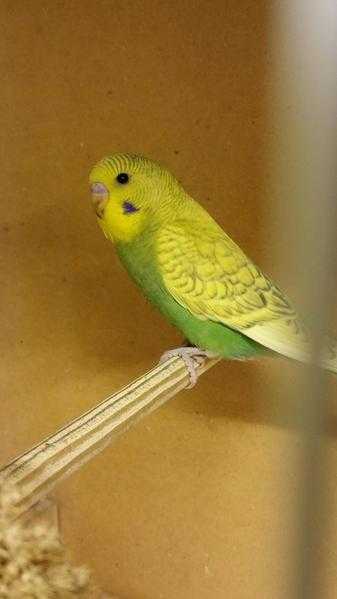 BABY BUDGIE