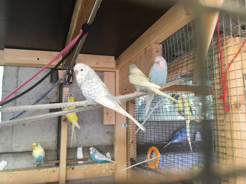 Baby Budgie s