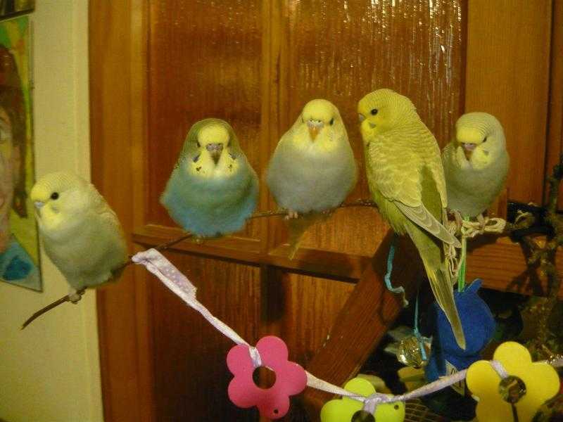 Baby budgies