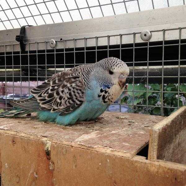 BABY BUDGIES