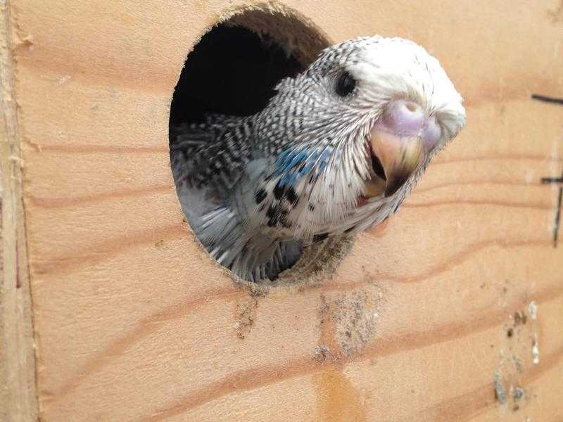 Baby Budgies