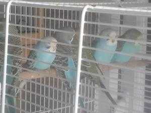 Baby Budgies for sale