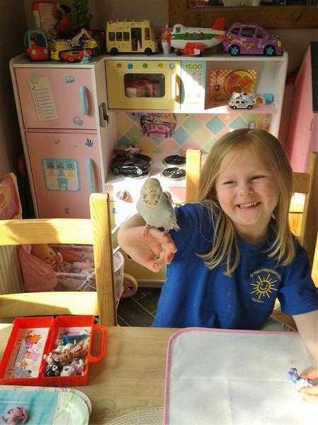 Baby budgies superhand tame