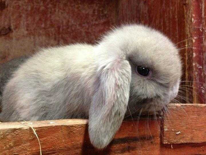 Baby bunnies  Fairydell farm some available for collection now and also reserve from the nests now