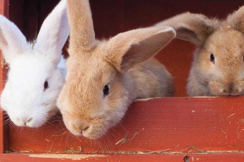 Baby bunnies for sale