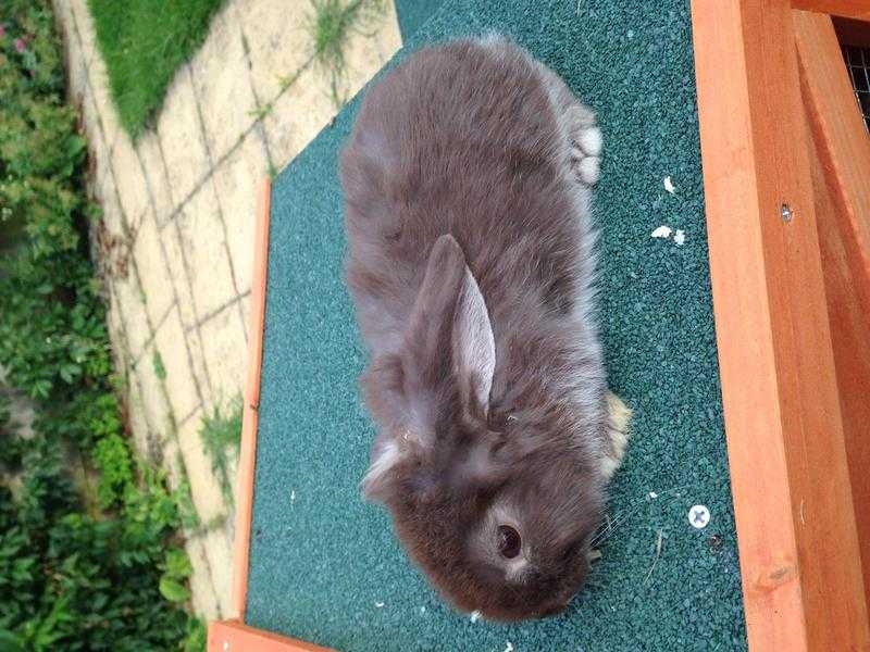 Baby bunnies for sale mini lops 2 left