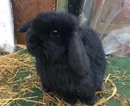 Baby bunny rabbits for sale in Surrey black doe and white doe