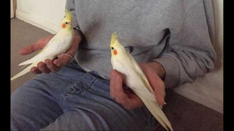 Baby cockatiels