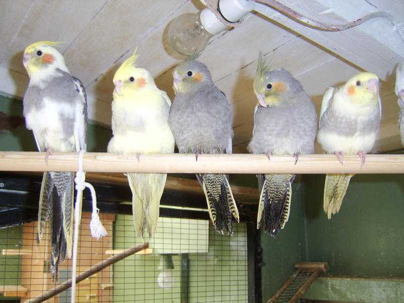 Baby Cockatiels (hand reared)