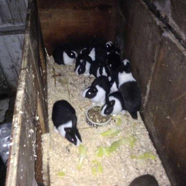 Baby Dutch rabbits